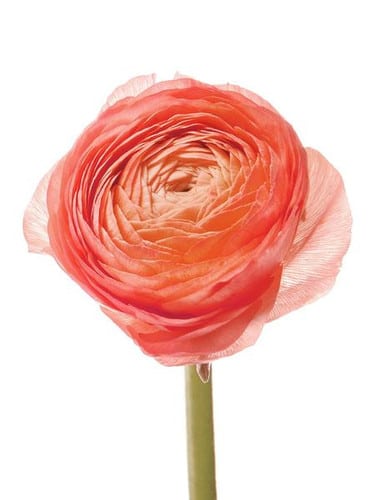 Ranunculus Cloony Salmon holl