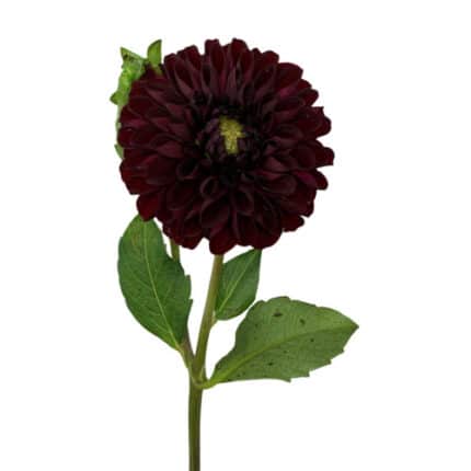 Dahlia Narrow Pom jersey