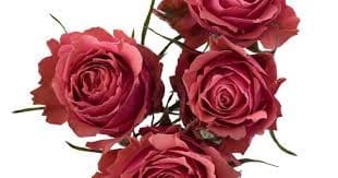 Rosespray Bellalinda Glee 60cm