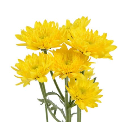 Pom Cushion Bernel Yellow rio