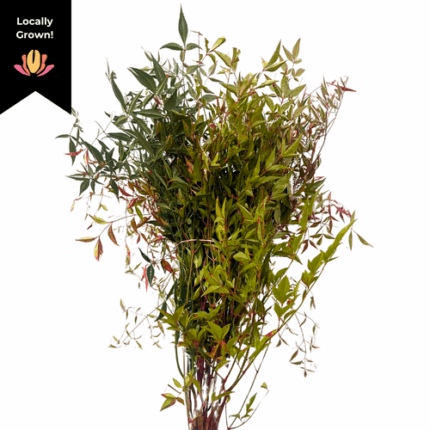 Nandina Foliage 1-2'(x5 stems) seaberry