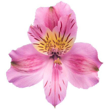 Alstro Sel Pink Tessa