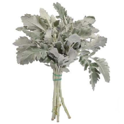 Dusty Miller gr valley