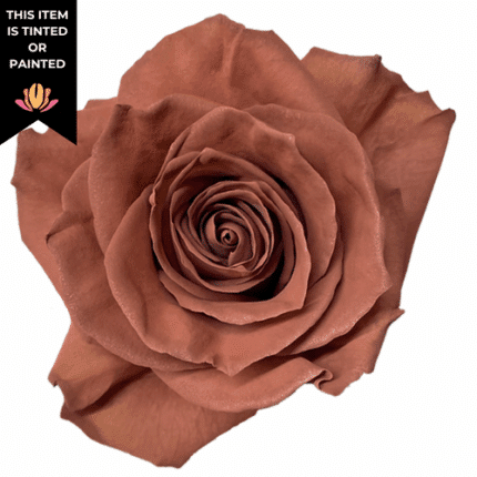 Rose Latte Macchiato 50cm priv