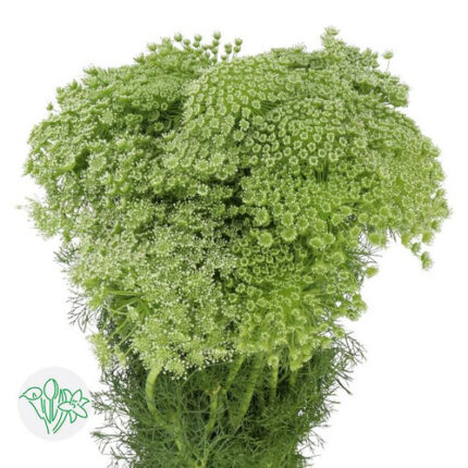 Ammi Majus Visnaga holl