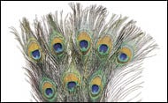 PEACOCK feathers holl(10)