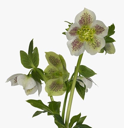 Helleborus White chile(5stem)