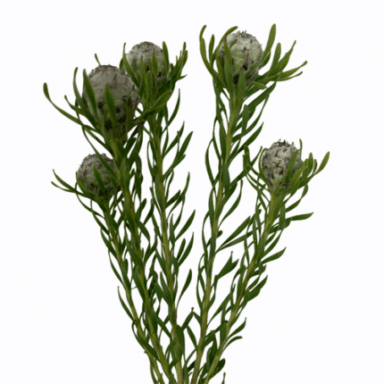 Leuco. Silver Galpini anton