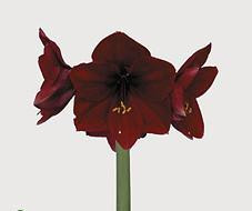 Amaryllis roy velv(h)st burg
