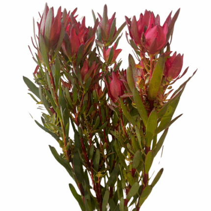 Leuco Blush Spray holl