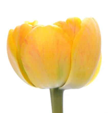 Tulip Yellow Pomponnette holl