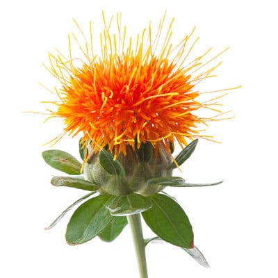 Safflower can.