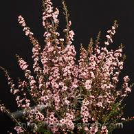 LYPTO ht pink tutuli