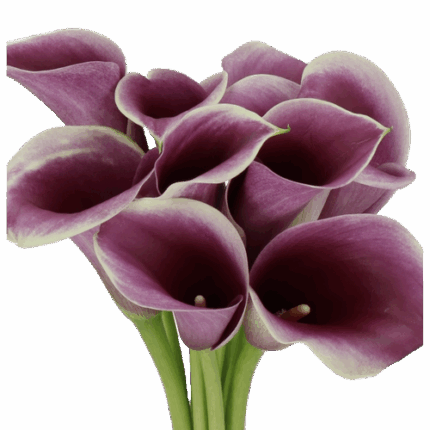 Calla Capt. Ranomi holl