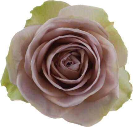 Rose Amnesia 50cm sunrite