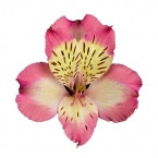 Alstro. Pumori Pink supsel rio