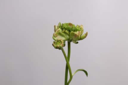Ranunculus Cloony Rasty BiGree