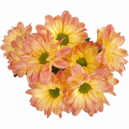 Pom Daisy Airbrush  Custard bm