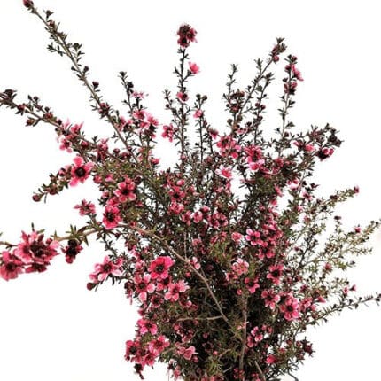 Leptospermum Hot Pink fbi