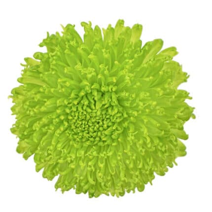 Mum Cremons Green Fuzzyball sole