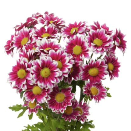 Pom Daisy Ruby Bicolor sole