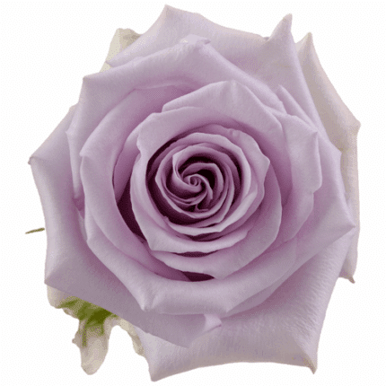 Rose Ocean Song 50cm tessa