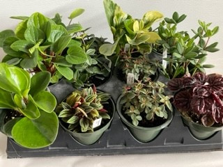 4" Assorted Peperomia