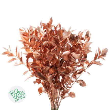 Israeli Ruscus Copper holl(10st)