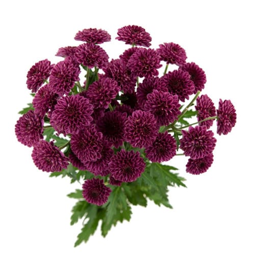 837d7a36-3e20-4ba0-aa1f-a8aac48e6201.jpg Pom Button Purple fresca - Image 1