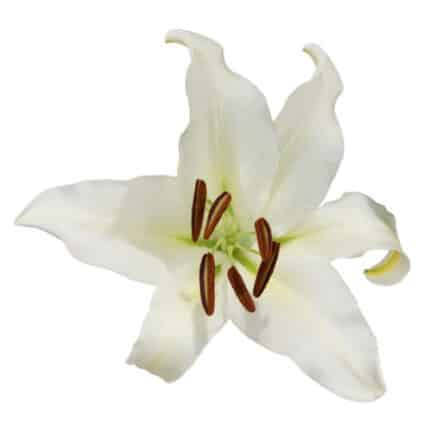 Lily Siberia ob