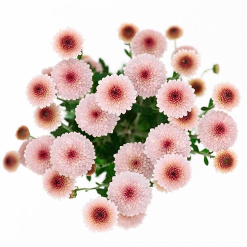 8390c40e-32f6-4f19-9fc3-a8ce0f4bd182.jpg Pom MicroButton Pink GDNS - Image 1