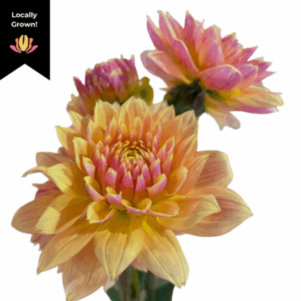 Dahlia Peach Yellow local