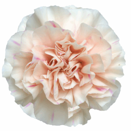 Carn. Sel Apple Tea holl(20st)
