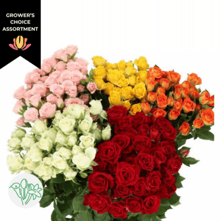 SprayRose Asst (10 case) holl