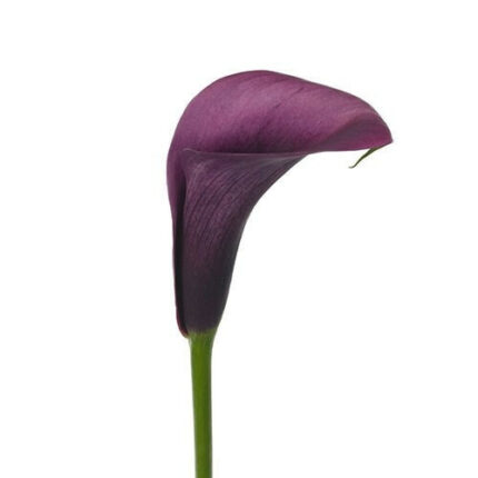 Calla Accent holl
