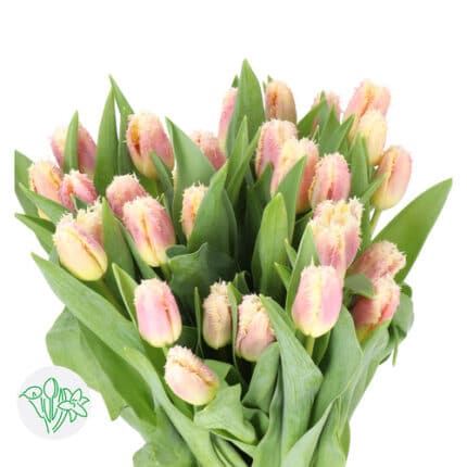 Tulip Frill Hawaii holl xtra