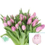 Tulip Katinka holl xtra - Image 2