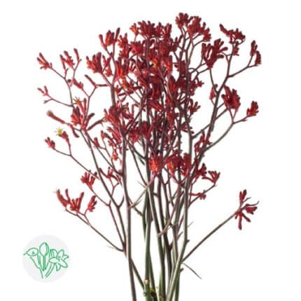 Kangeroo Paws Red holl