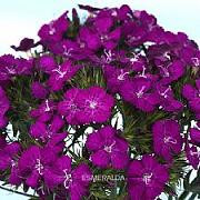 Dianthus Purple tutuli