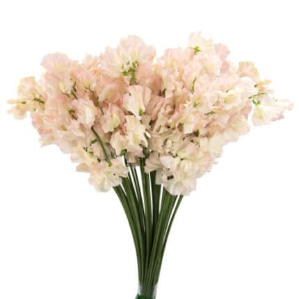 Sweet Peas Salmon holl