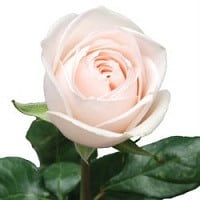 Rose Clear ocean 50cm swf