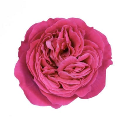 Rose Gdn Kate rprima(12st)