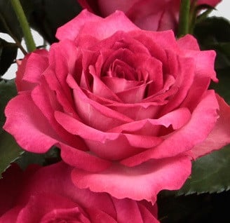 RoseSpray Bellalinda rfi pk