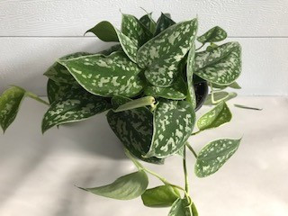 6" SILVER SATIN PHILODENDRON