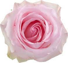 Rose Nena 50cm tessa