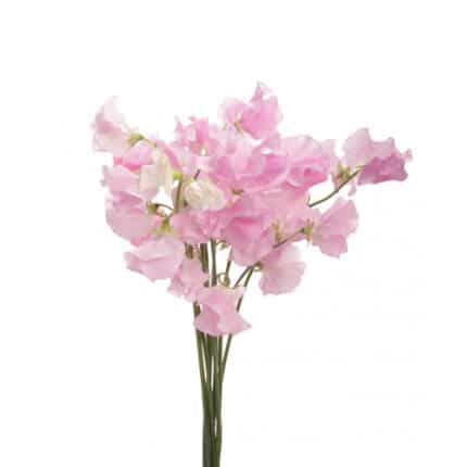 Sweet Pea LtPk holl