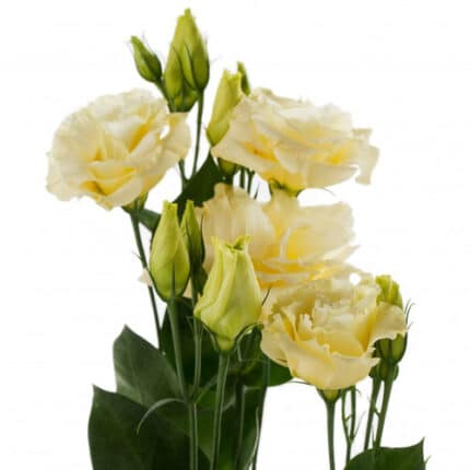 Lisianthus Yellow rio