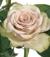 Hypnose eufloria 24"