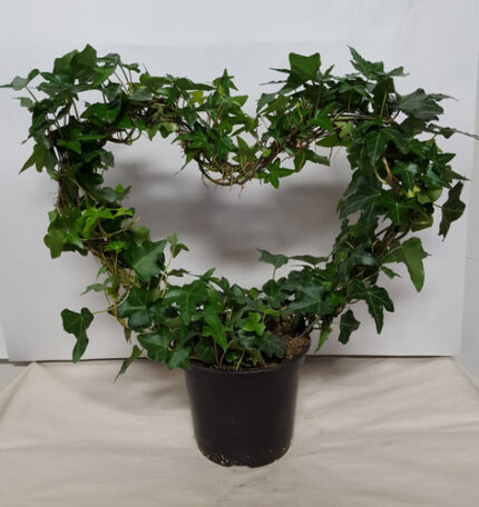 6" FOLIAGE IVY HEART TOPIARY