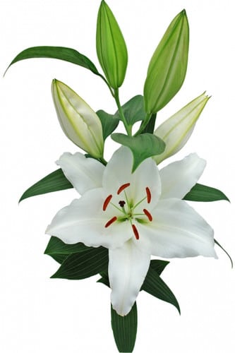Lily PremiumBlond holl